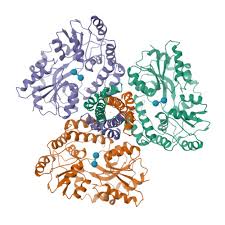 Image result for HTLV1