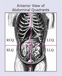 Doctors describe your abdomen in sections or quadrants to help find the organs that might be the cause of any health problems. Anatomical Terms Meaning Anatomy Regions Planes Areas Directions