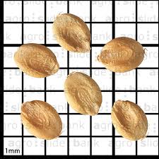 Image result for Urochloa arrecta