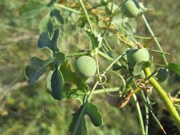 Image result for Securidaca welwitschii