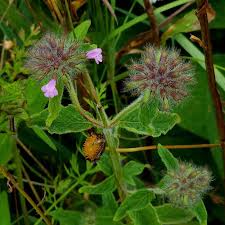 Image result for Clinopodium