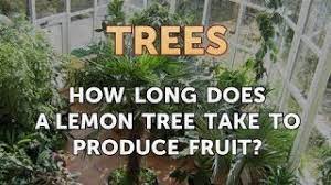 A lemon tree ( citrus limon , u.s. How Long Does A Lemon Tree Take To Produce Fruit Youtube