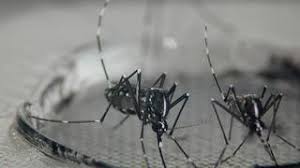 Mücken mögen malaria moskitos werden von einem duftstoff angelockt, den menschen in akuten infektionsphasen der tropenkrankheit produzieren. Anopheles Mucke Deutsches Zentrum Fur Infektionsforschung