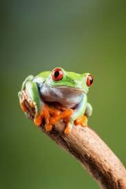 Tree Frogs Sketch Frogs Sketch Amphibians Tree Frogs Art Tree Frogs Drawing Tree Frogs Terrarium Tree Fro In 2020 Tree Frog Art Red Eyed Tree Frog Frog Drawing