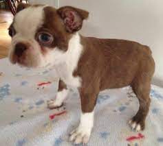 Maybe you would like to learn more about one of these? Bhhnjmk Boston Terrier Puppies For Sale In Trinidad Colorado Classified Showmethead Com