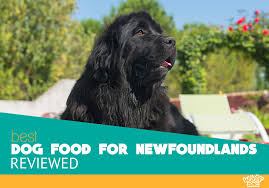 Best Dog Food For Newfoundlands Top 7 Reviews