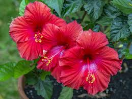 Free for commercial use no attribution required high quality images. Semparuthi Flower Hibiscus Flower Dried Moolihai Com