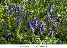 Image result for Coleus neochilus