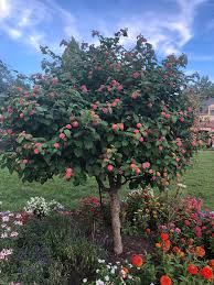 Zone 7a to 7b friendly? What Type Of Flowering Tree Is This Zone 7 Thanks Whatsthisplant