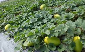 Anggapan ini keliru, dengan teknik yang benar budidaya melon bisa berhasil baik di musim hujan. Klasifikasi Dan Morfologi Tanaman Timun Suri Ilmu Pertanian