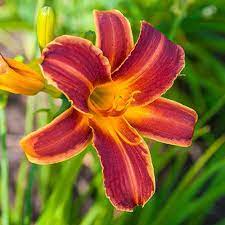 Maybe you would like to learn more about one of these? Spring Hill Nurseries Everydaylily Red Ribs Daylily Hemerocallis Live Bareroot Plant Red Yellow Flowering Perennial 1 Pack 73714 The Home Depot Day Lilies Spring Hill Nursery Flowering Perennials