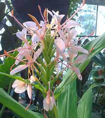 Hedychium Elizabeth Ginger Lily Family Zingiberaceae Garden Origin A Reliably Hardy Hybrid With Raspberry Red Flowers Lily Plants Plants Trees To Plant