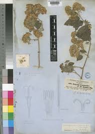 Image result for Mikaniopsis usambarensis