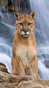 Pin By Brenda Bozeman On Felines Mountain Lion Wild Cats Beautiful Cats
