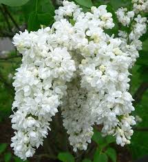Send Love With The Lilac Flower By The Right Flowers Flowers Perennials Lilac Bushes Lilac Flowers