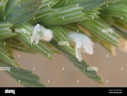 Image result for Leucas neuflizeana