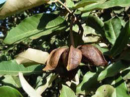 Image result for Heritiera