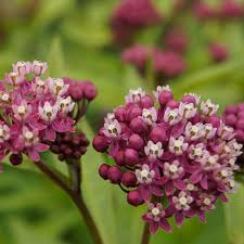 Image result for Asclepias schumanniana