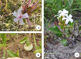 Image result for Ancylobothrys scandens