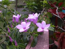 Image result for Allamanda