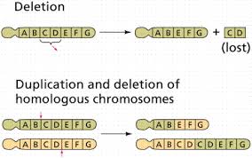 Gene Interactions