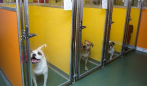 How to list or post cj products to your store? Dog Boarding In St Louis Mo Creve Coeur Animal Hospital