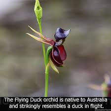 Found in southeast asia, the philippines, and northern australia, the moth orchid has many artificial hybrids that have been cultivated from over 60 species. Unusual Orchid Flowers That Resemble Animals Or Humans Album On Imgur