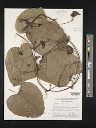 Image result for Eureiandra leucantha