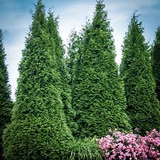 Evergreen trees are the first choice for creating a living fence privacy hedge. Buy Thuja Green Giant Thuja Trees For Sale The Tree Center