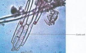 Image result for Fadogia cienkowskii