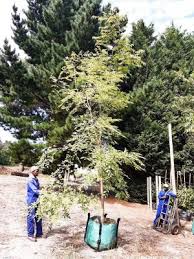 Image result for Celtis africana