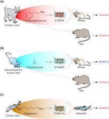 Phenethylamine An Overview Sciencedirect Topics