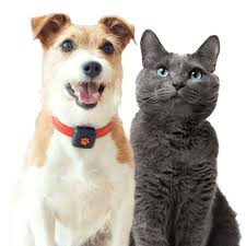 168 baltimore rd, winnipeg (mb), r3l1h3, canada. Pet Insurance Cover And Quotes Everypaw