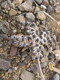 Image result for Geigeria africana