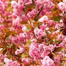It is also compact (3 feet x 3 feet), has double blooms, is easy to grow, and blooms for a long time. Top 13 Flowering Trees For Small Gardens
