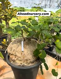 Image result for Pyrenacantha