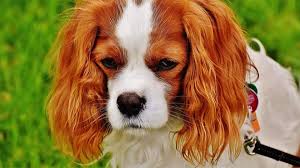 King Charles Kopek Ozellikleri Nelerdir Yavru Cavalier King Charles Spaniel Cinsi Hakkinda Bilgiler Evcil Hayvan