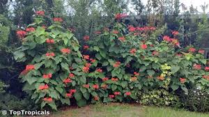 Image result for Loxodera bovonei