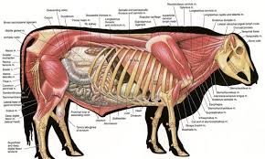 Http Www Biographixmedia Com Veterinary Hereford Bull Anatomy Jpg Animal Anatomy Anatomy Animal Science