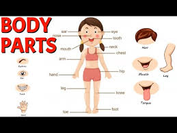 We have lots of great word games for you to play. Body Parts For Kids Learning Human Body Parts Kids Vocabulary Body Parts Learn English And Bengali Youtube