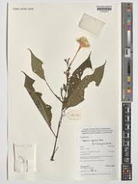 Image result for Asystasia vogeliana