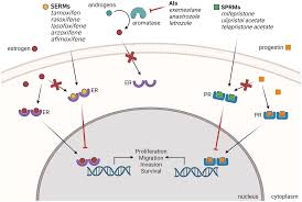 Image result for Selective Estrogen Receptor Modulator