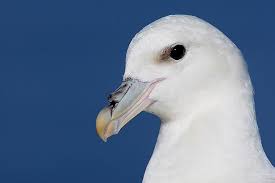 Birds With Red Heads Uk Fulmar Northern Fulmar Of The Uk And Ireland Sea Birds Beautiful Birds Birds