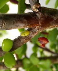 Image result for Viscum congolense