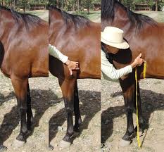 Cinch Fit Is Your Cinch The Right Size For Your Horse
