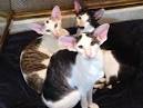 Oriental Shorthair - Wikipedia