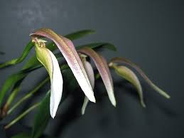 Image result for Platysepalum