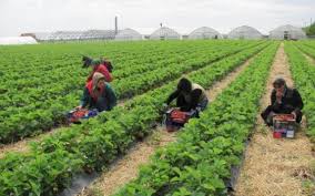 Compania care activeaza 20 de ani in domeniul producere, reciclare si distributie angajeaza: Locuri De MuncÄ In StrÄinÄtate Peste 2000 De Locuri De MuncÄ Vacante Prin Intermediul ReÅ£elei Eures Romania Se CautÄ Peste 900 De Muncitori In AgriculturÄ In Spania Ziarul Unirea