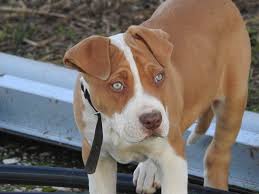 Beautiful white gray blue eyed pitbull puppy puppies. Pitbull Puppies Pitbull Pups Pitbull Puppy Care And Info