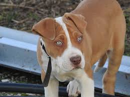 Check spelling or type a new query. Big Bully Pitbulls Xxl Pitbull Hulk The Pitbull